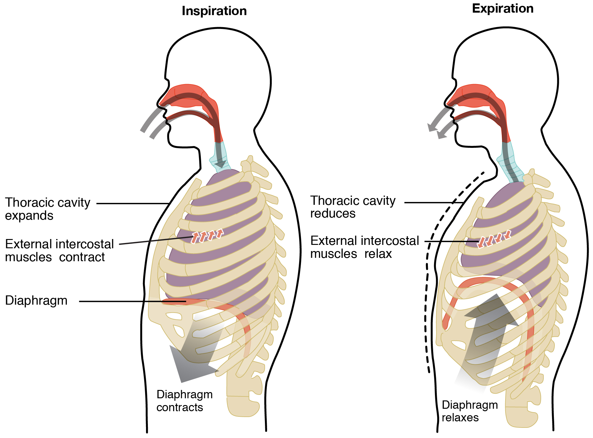 Paradoxical Breathing: Definition, Causes and Treatments | New Health